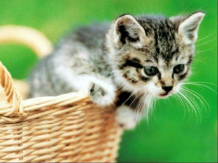 Kitten