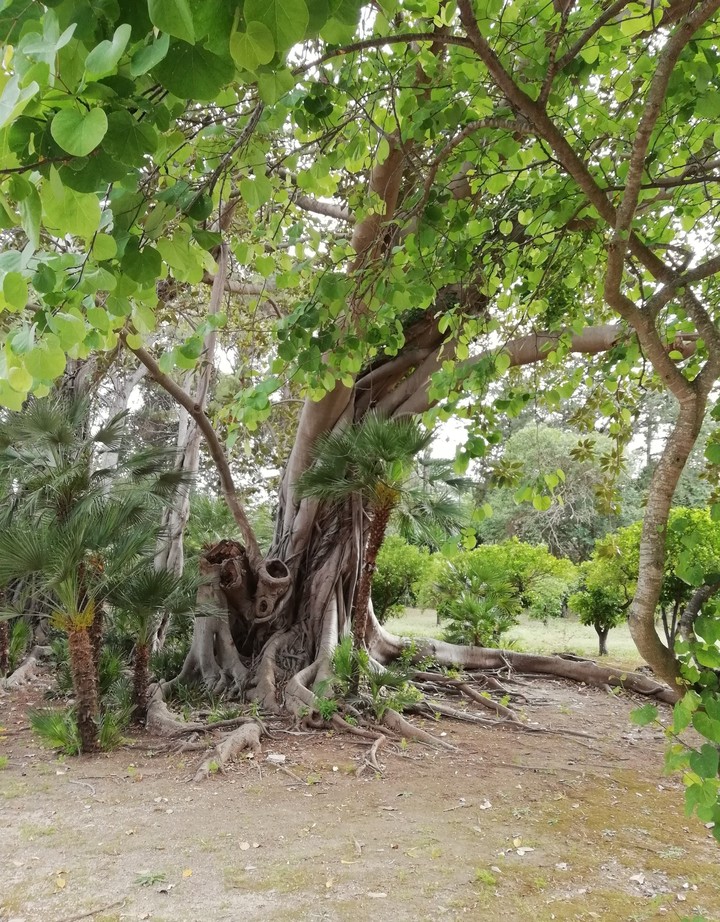 tree