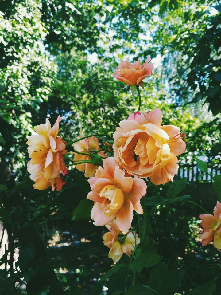 Sweet summer roses
