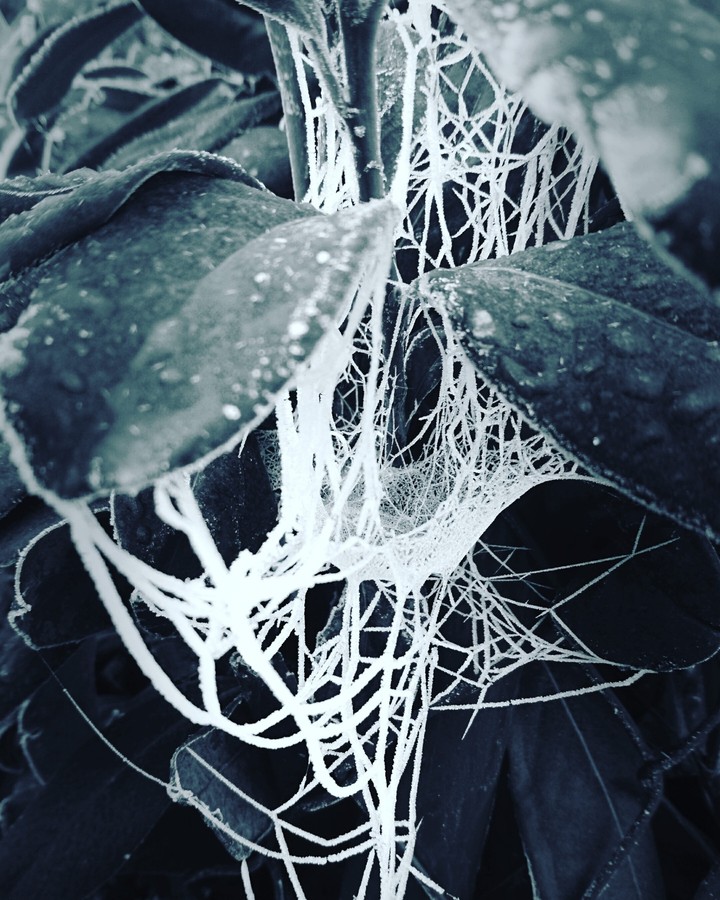 Frost