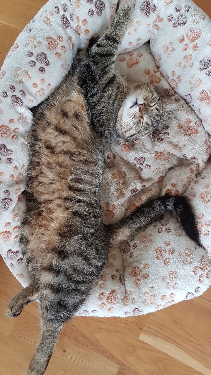 cat