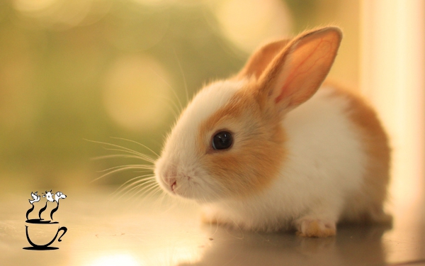 rabbit