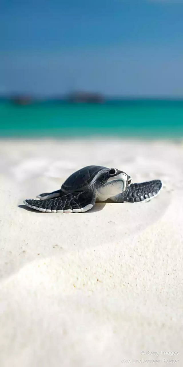 lazy turtle