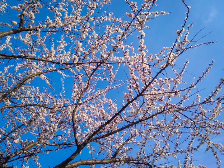 Blossom and blue sky.