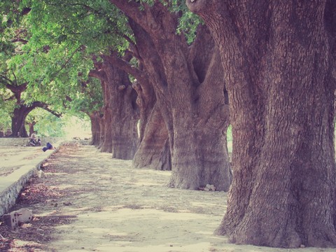 ❤Trees❤