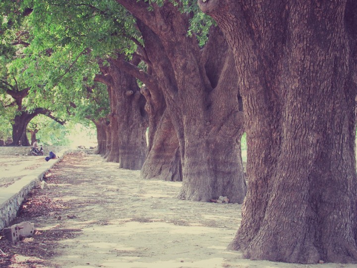 ❤Trees❤