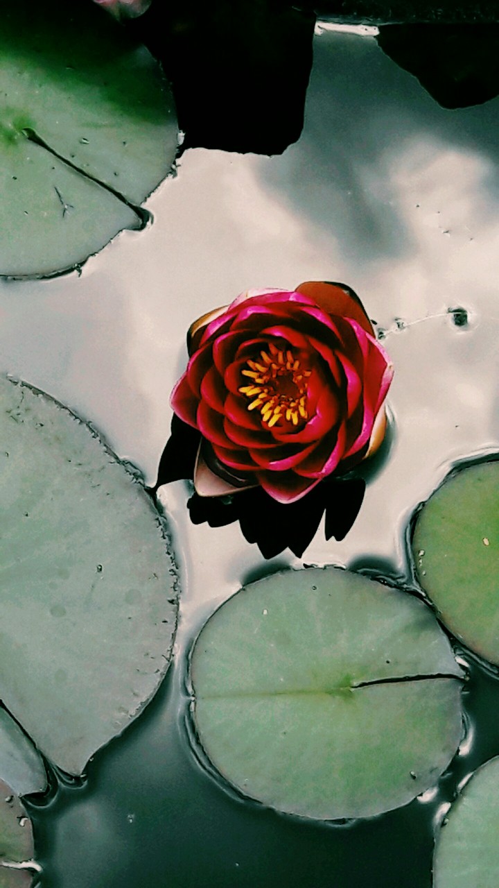 My Rose.of the  lake 