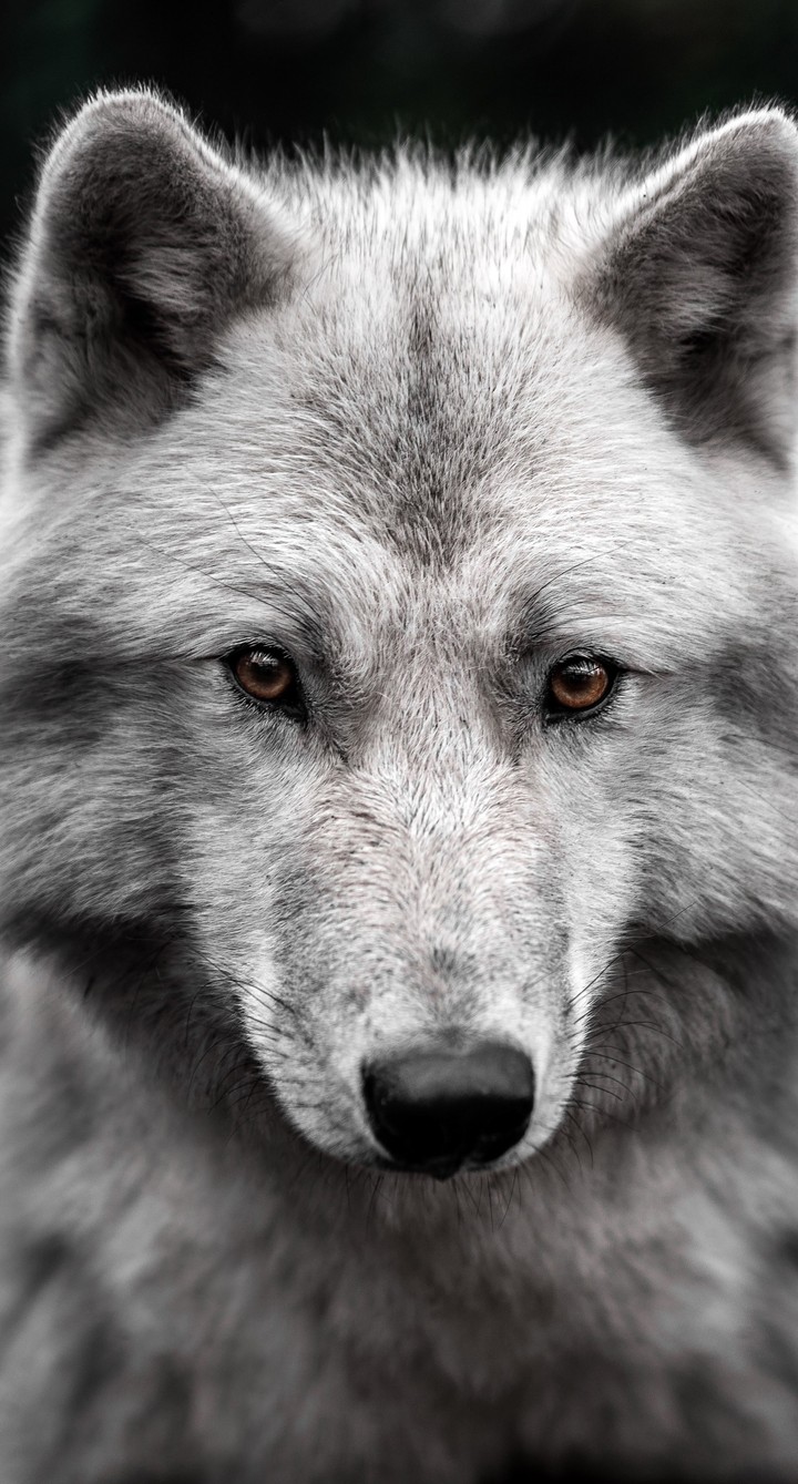 hình nền wolf, snout