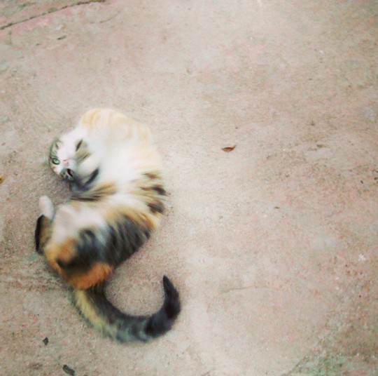 the cat