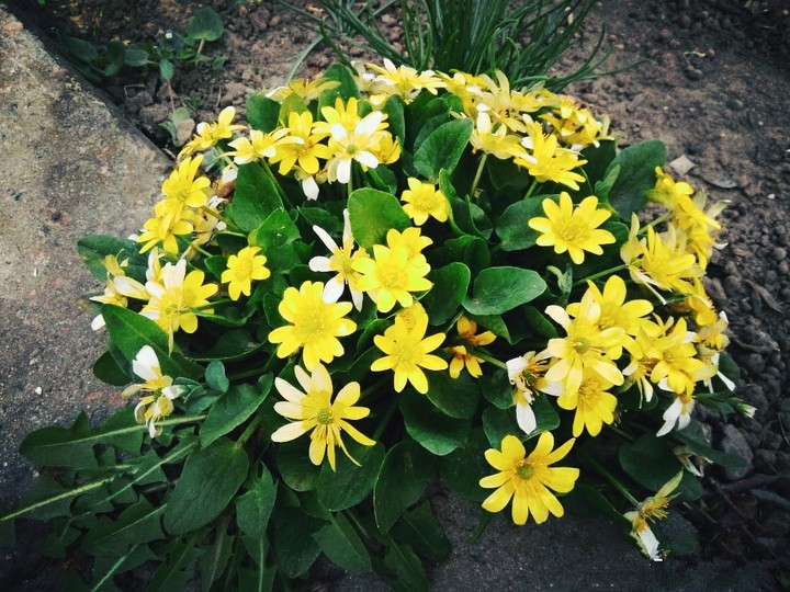 spring flowers joy the eyesight