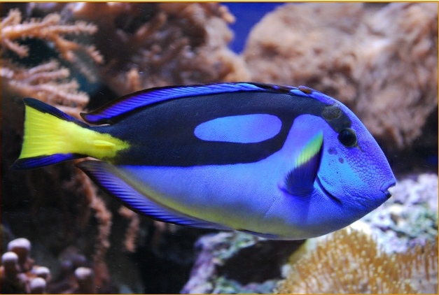 Blue Tang