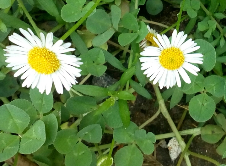 roadside flowers