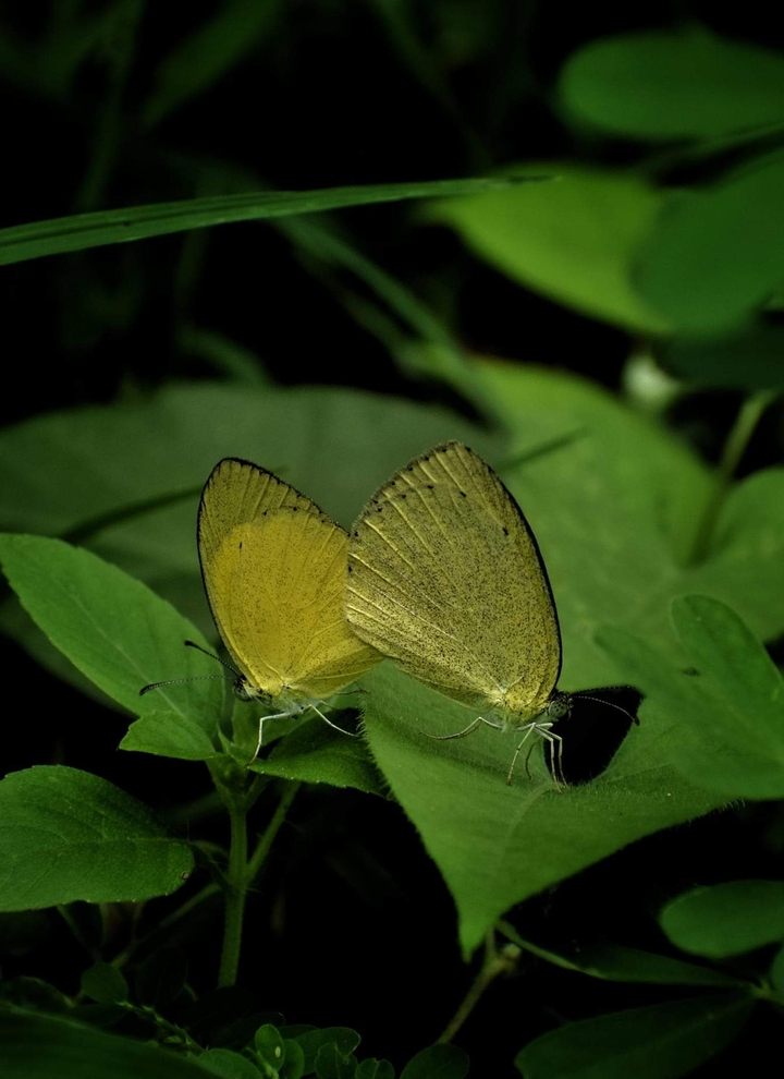 nature
