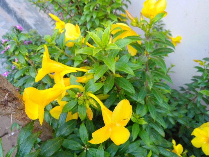 yellow