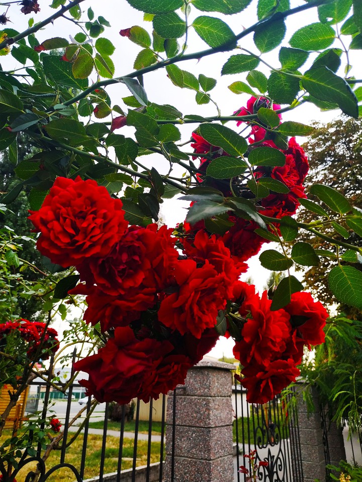 Rose