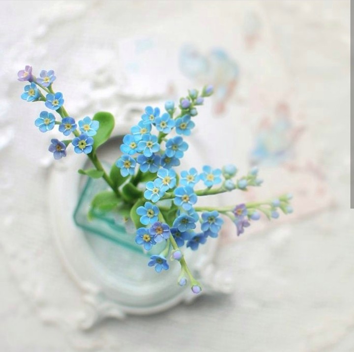 Forget-me-not