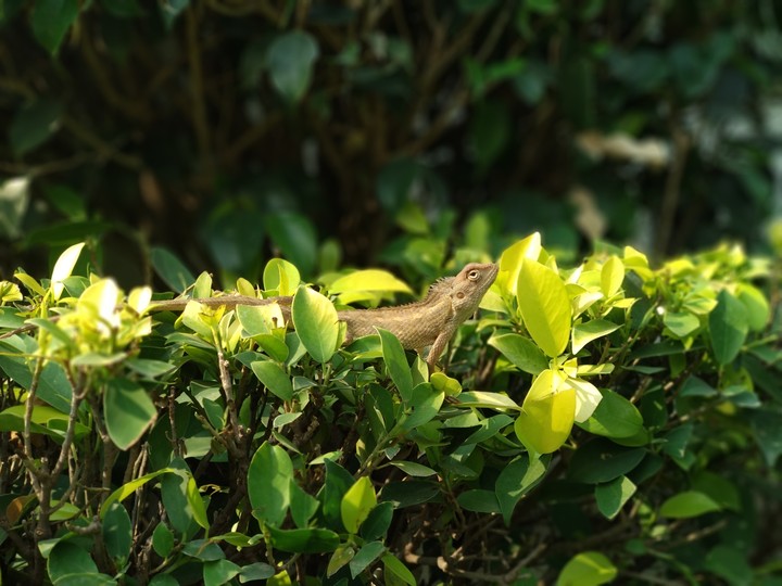 Indian Chameleon