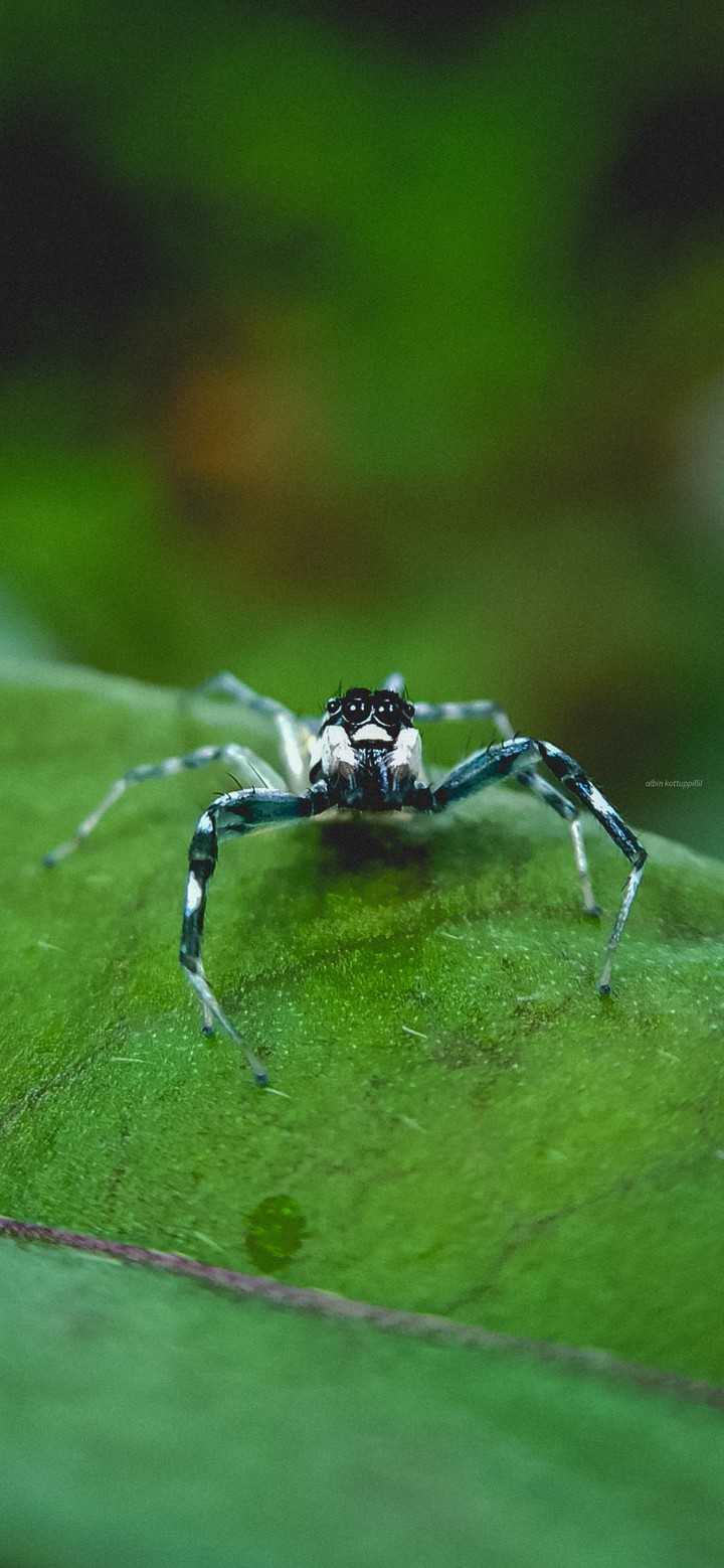 The Spidey