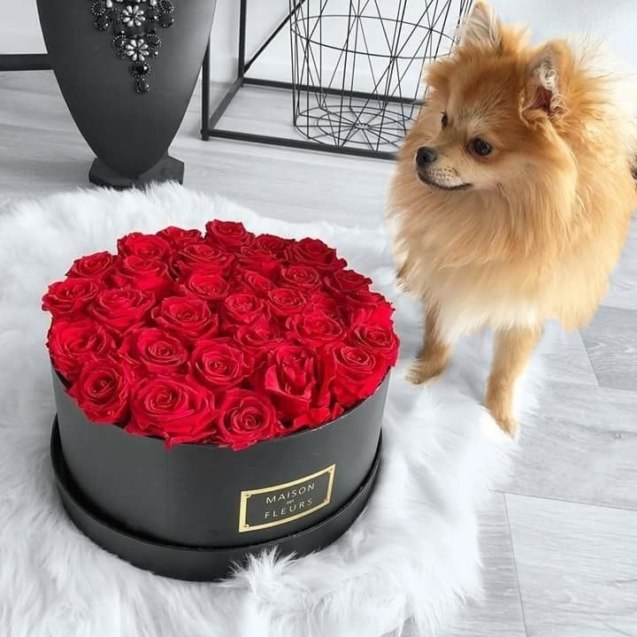 ⚘️