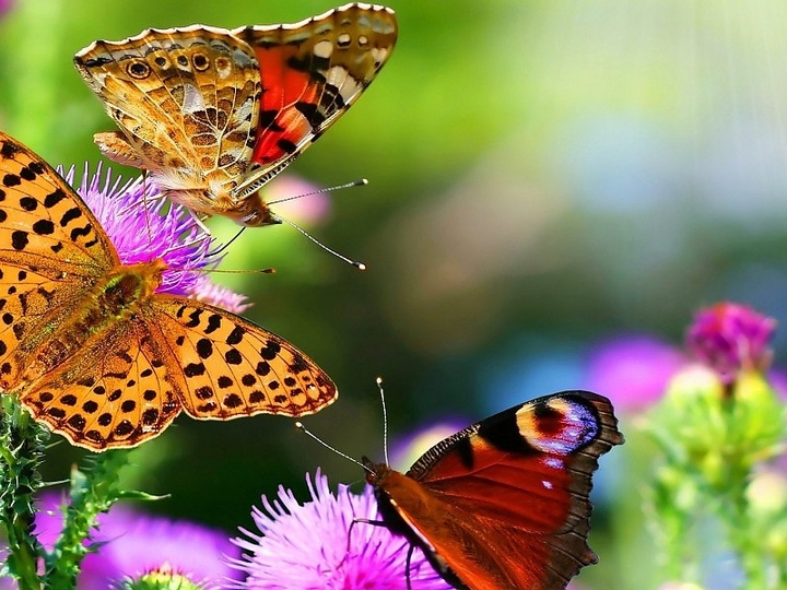 mariposas