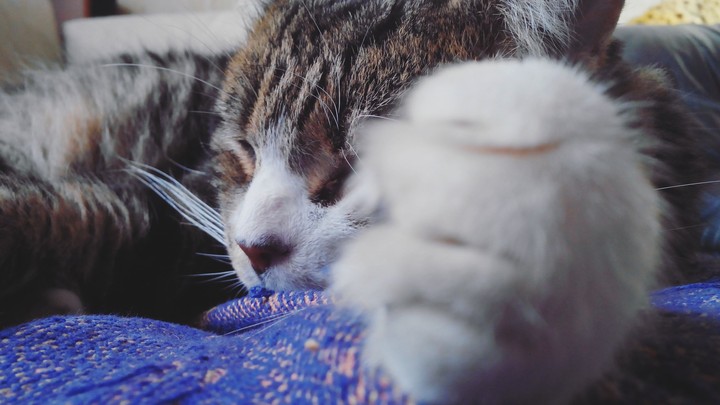 catss