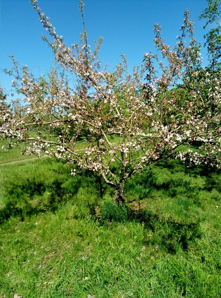 spring