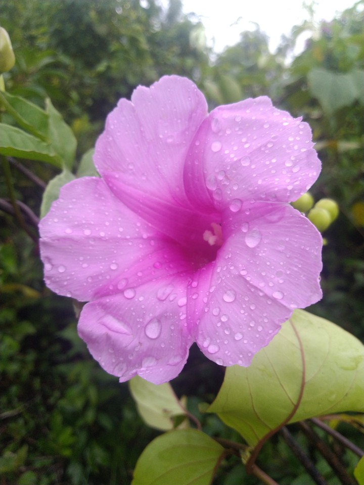 forest flowers
