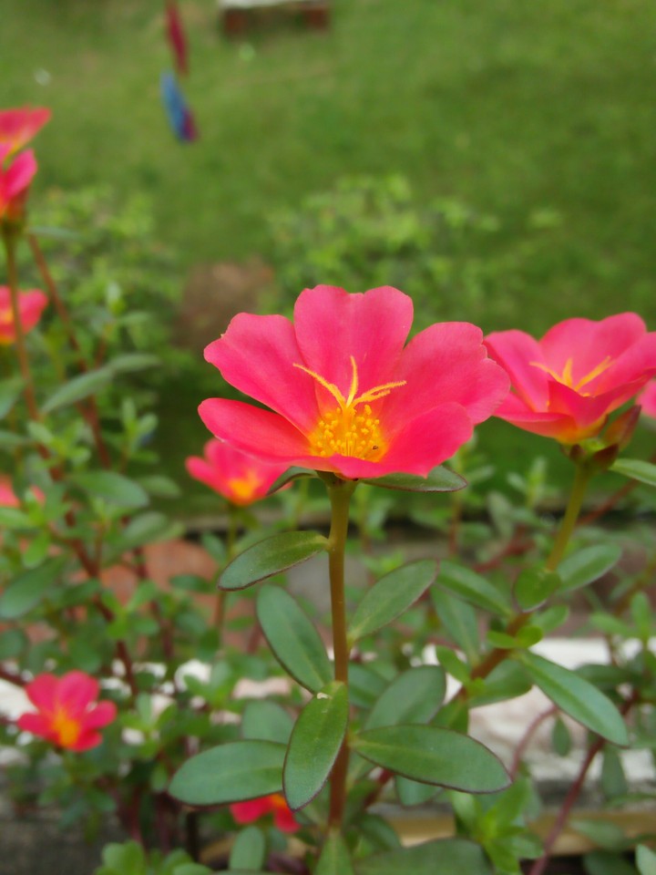 flower..