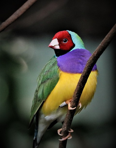 Tail, finch háttérképek