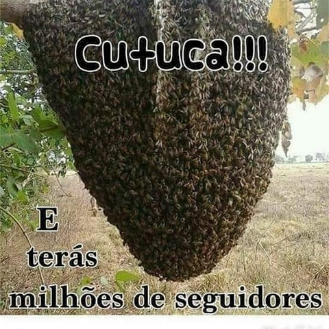 pois
