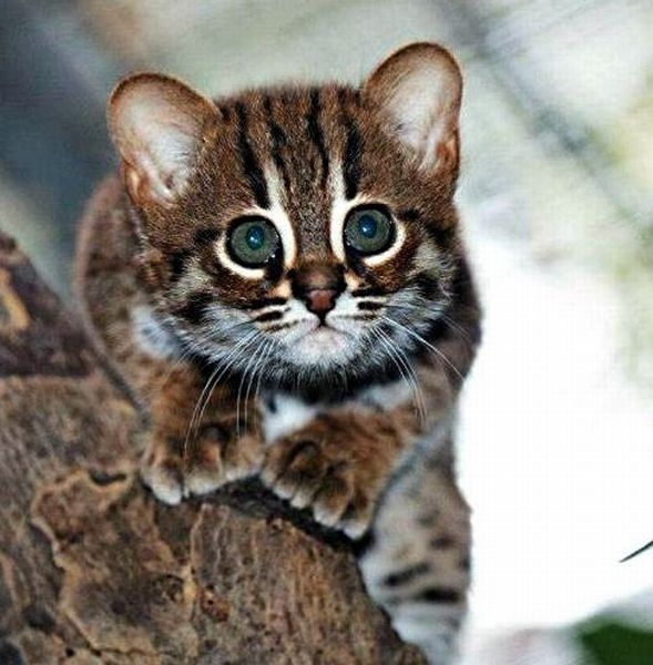 Котик