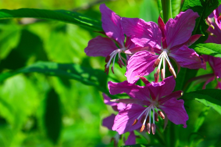 flowers