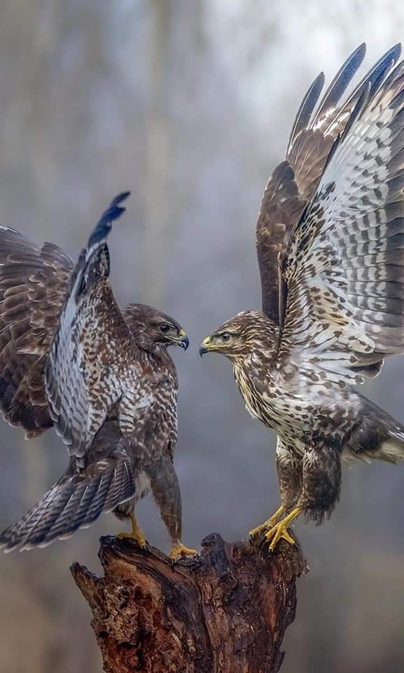 eagle