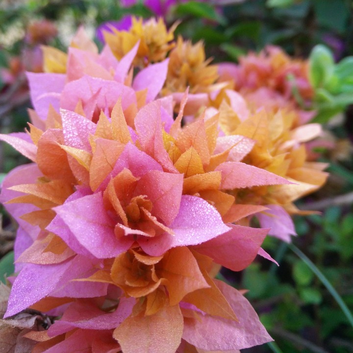 flowers.. nature's lovely gift..and a fest to eyes..