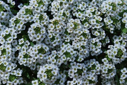 sfondi geraniums, lobelias
