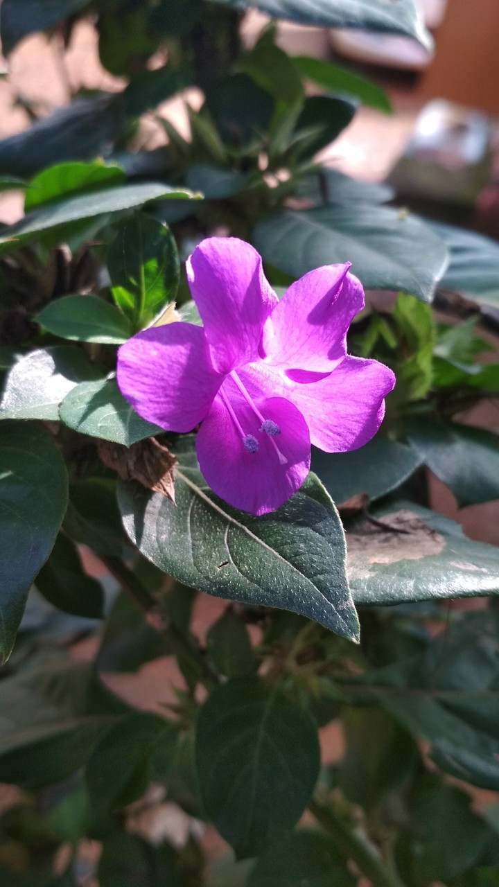 blue flower