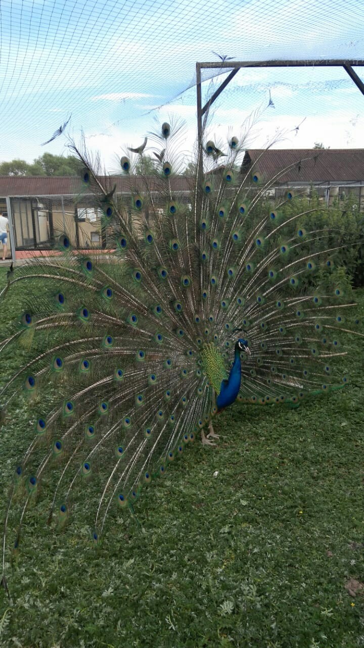 красавиц