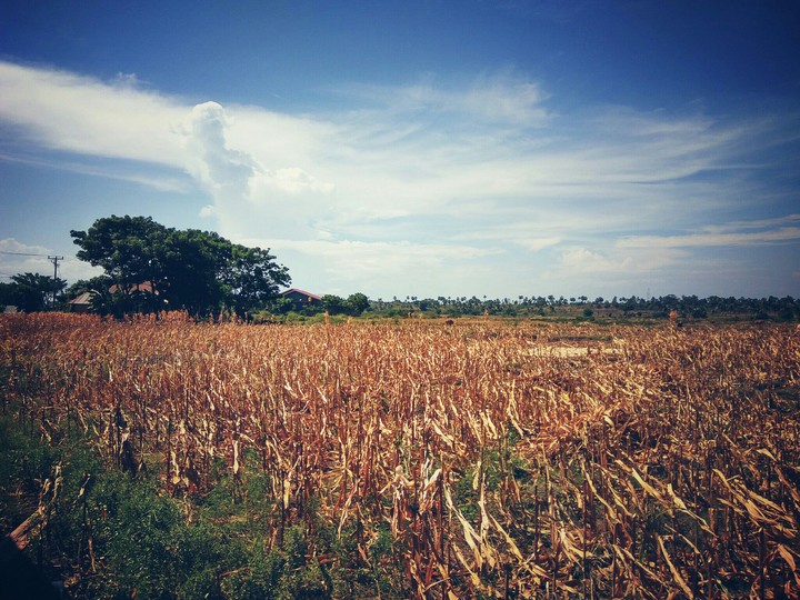 field