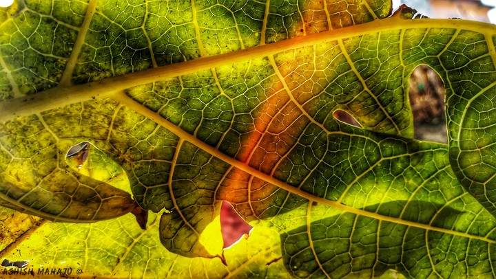Leaf