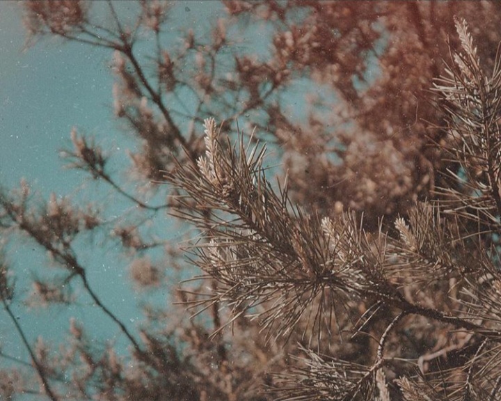 forest