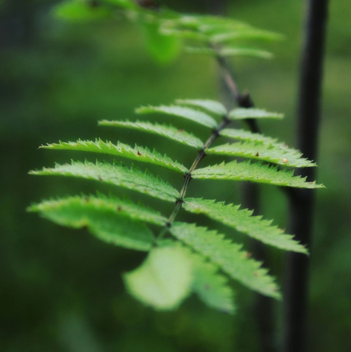 Forest atmosphere....