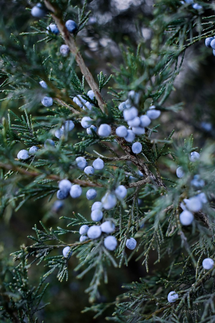 juniper berries
