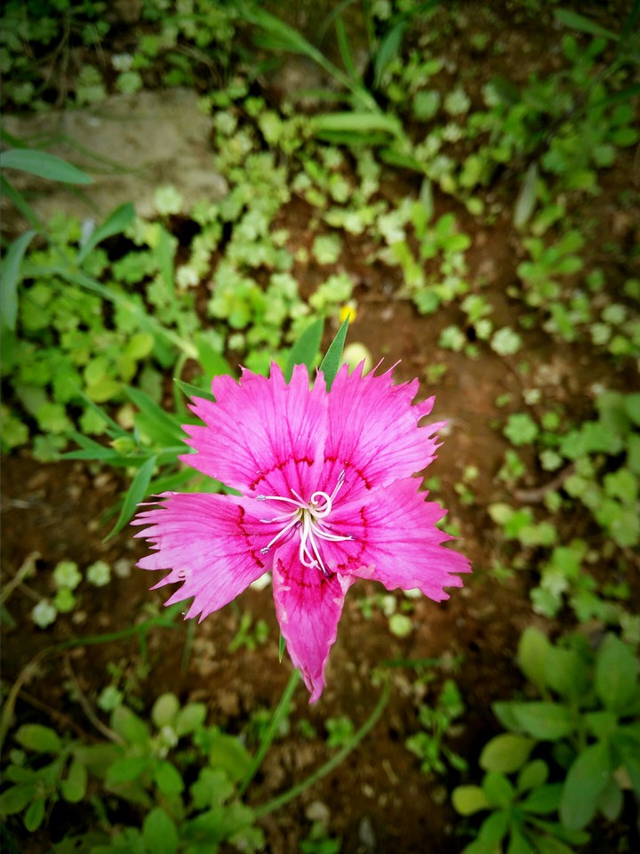 flower