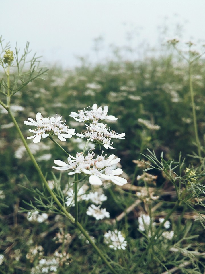 beauty..