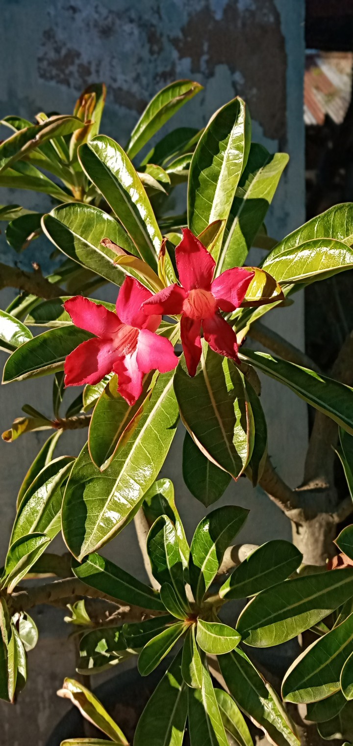 pink flowere