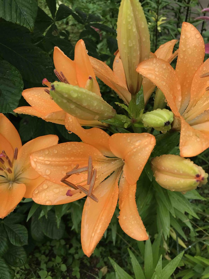 after rain