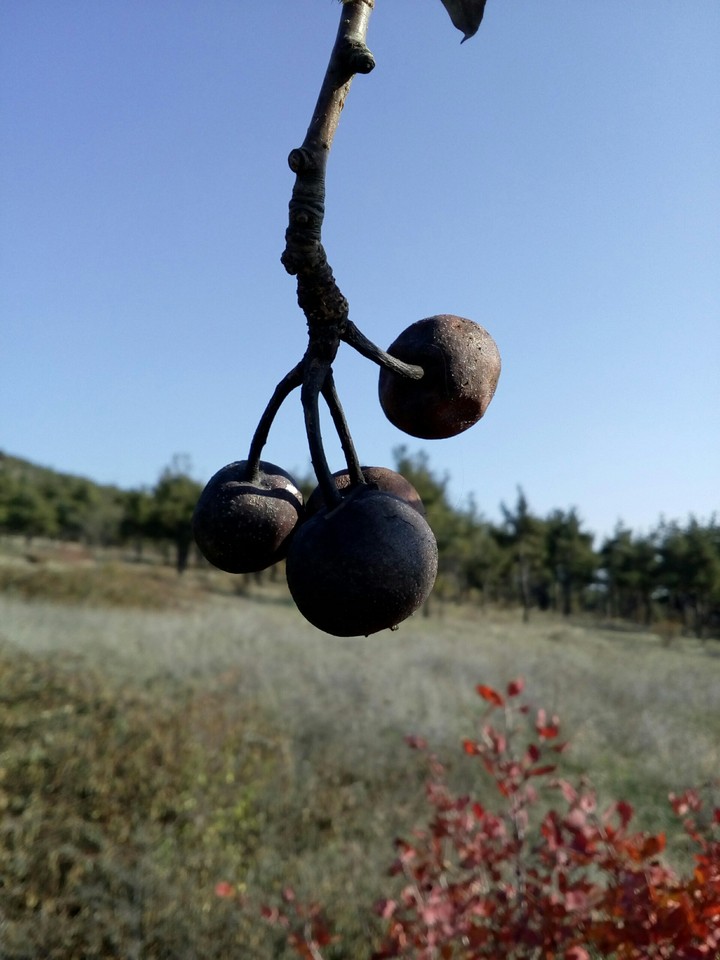 autumn in Georgia (შემოდგომა)