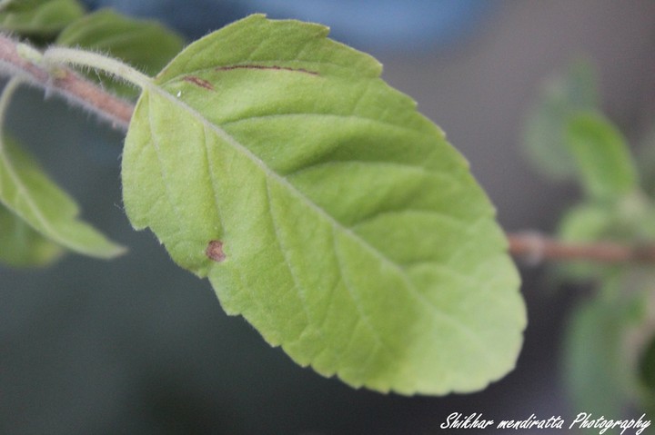 Basil
