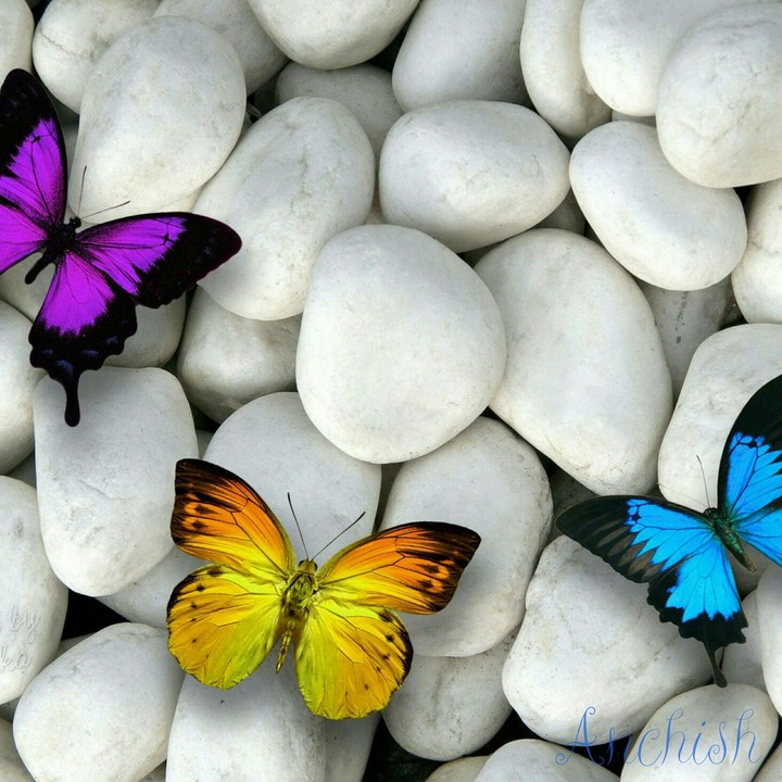 butterfly