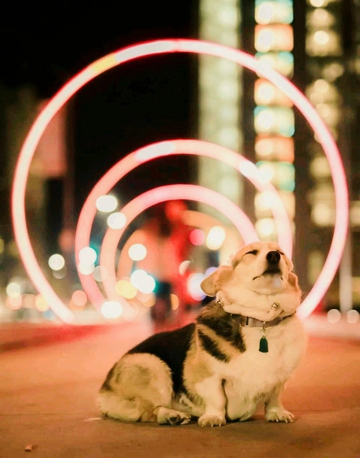 Cachorro